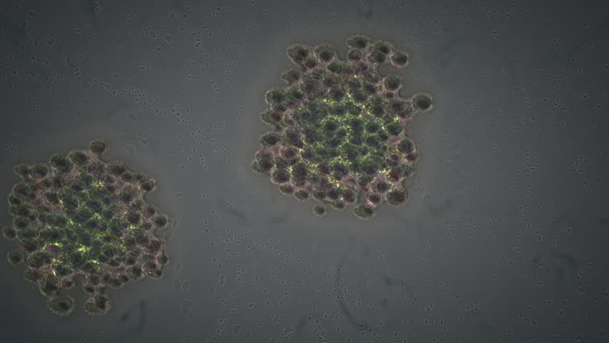Bacteria forming colonies with alpha channel
