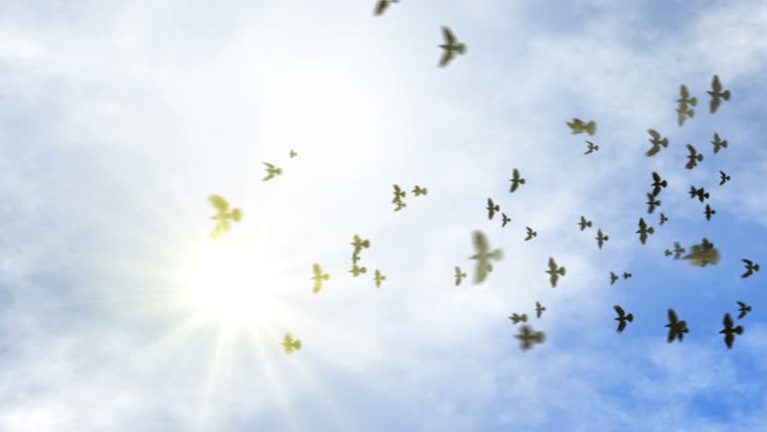animated transition flying flock of pigeons with isolate alpha