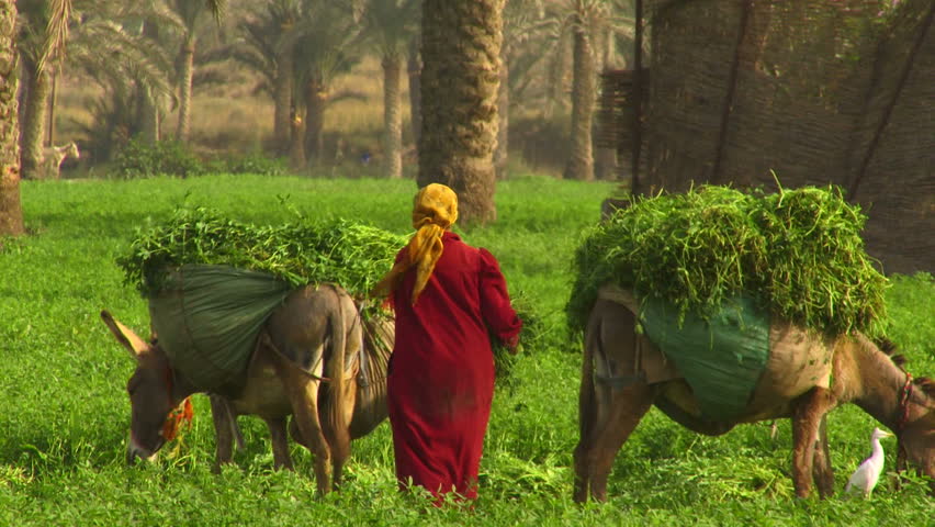 Oasis in Egypt