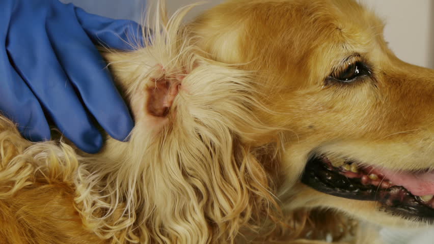 Dog getting ear checkup at veterinary for ticks and infection.  Cocker spaniel female breed.