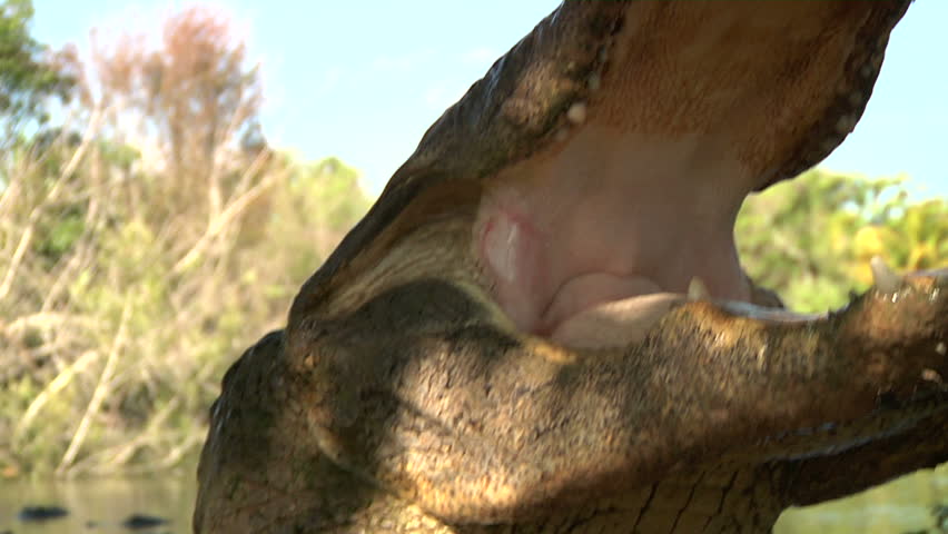 Closeup of large alligators