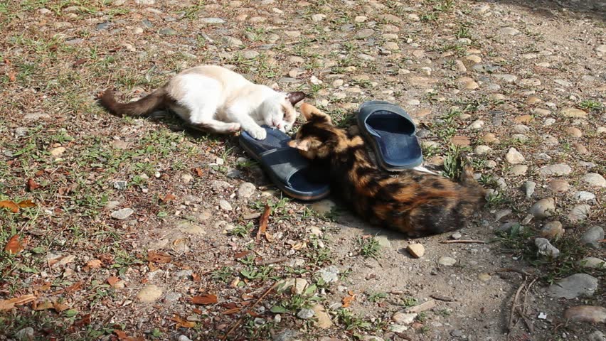 playful kittens fight with a slipper