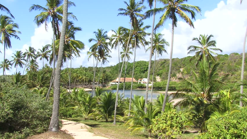 Palmtrees in Maceio, Alagoas, Brazil