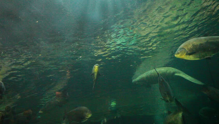 Aquatic tunnel
