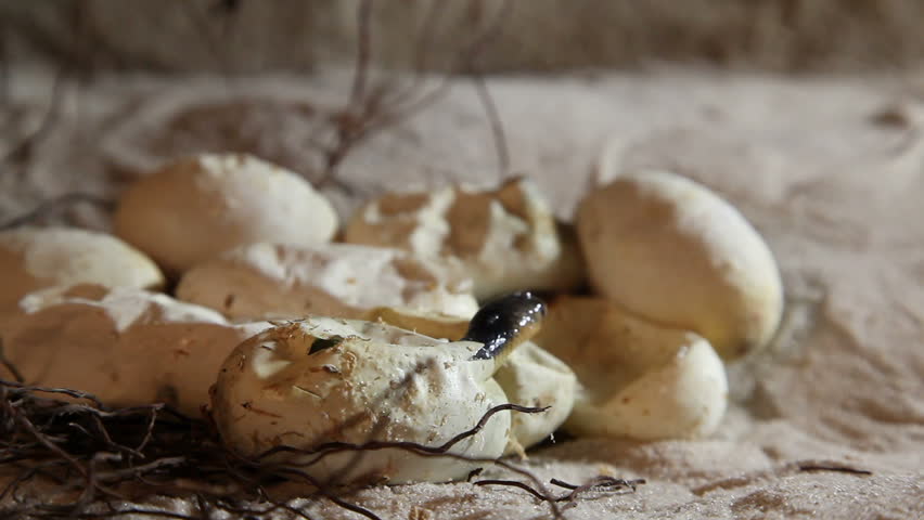 Egyptian cobra hatchlings