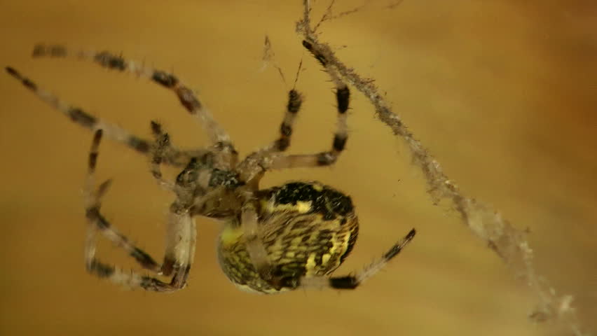 spider on the hunt