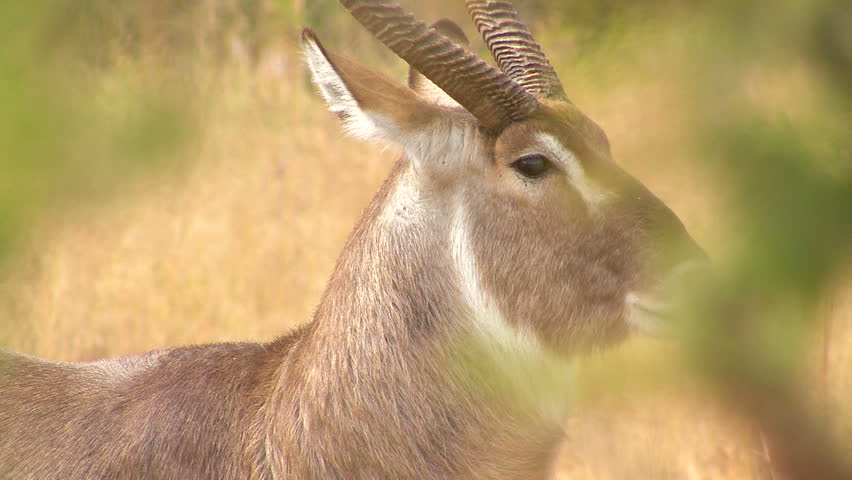 Antelope standing still in South Africa