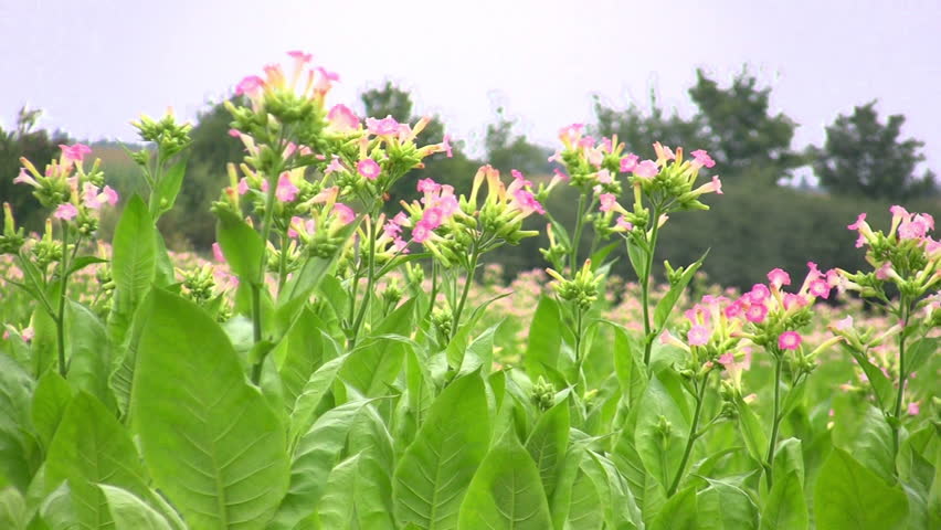 Field of Tobacco Plants