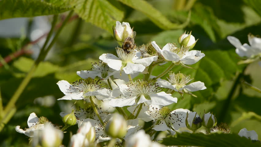 blackberry bush blossoms and bee