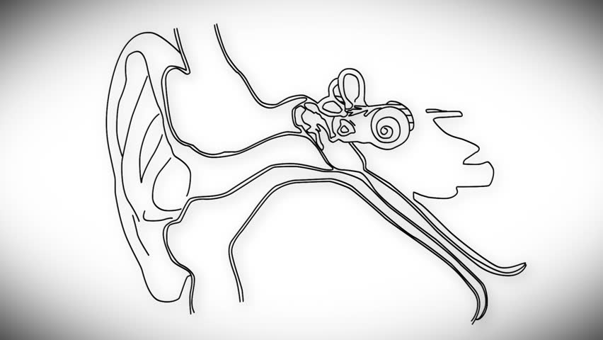 Human Ear structure animation illustration