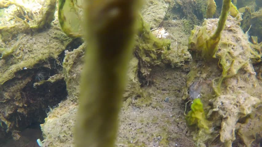 undersea in fjord