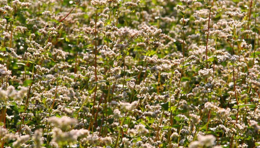 Beautiful buckwheat field with bees flying around.
