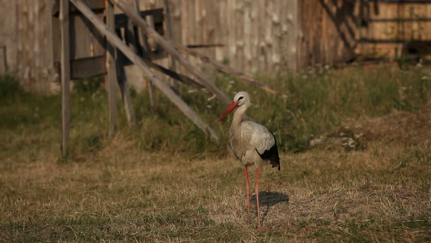 A stork looking into the camera with interest.
A close look of a stork.