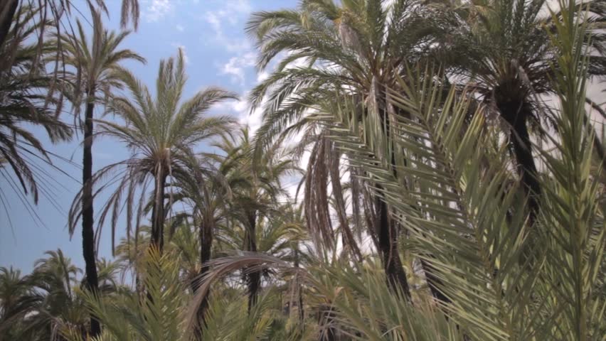 Palmtrees tropic landscape