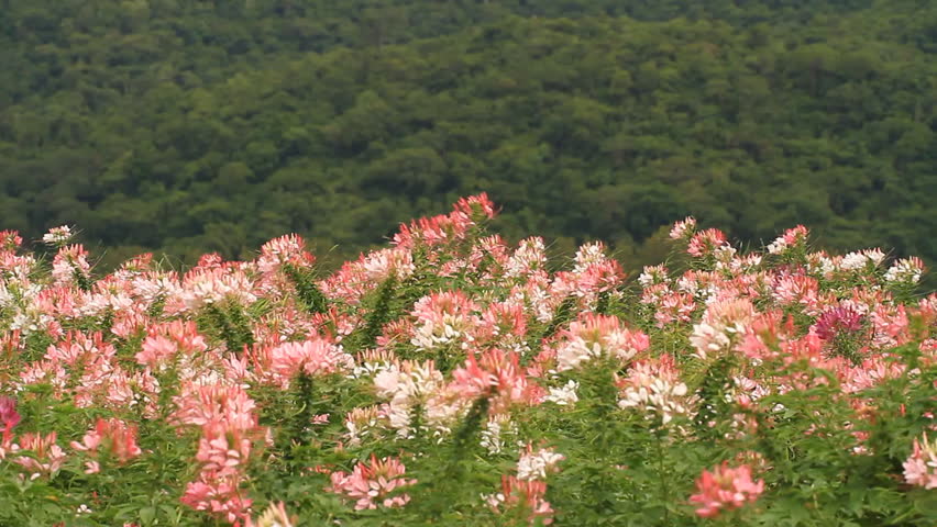 Flowers is winding near mountain.