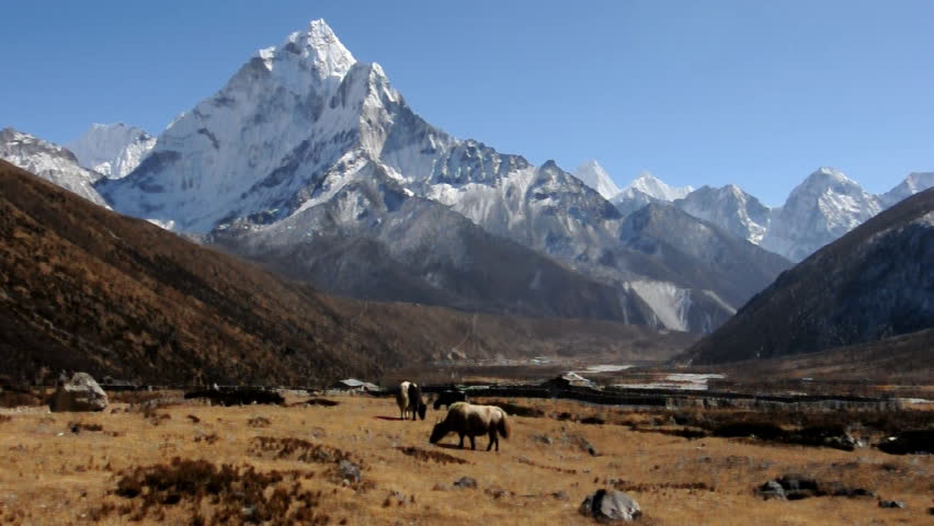 Yaks grazing in Himalayas Nepal