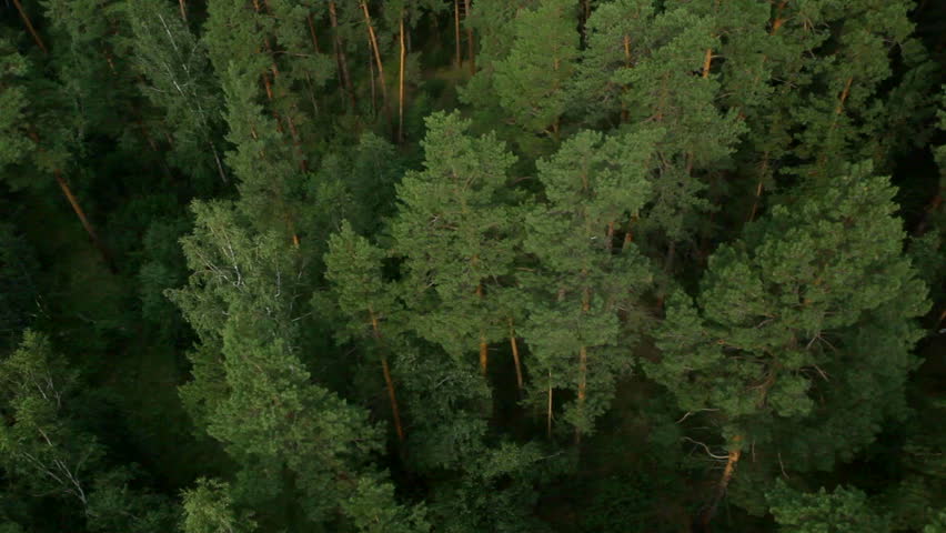 flight over beautiful forest