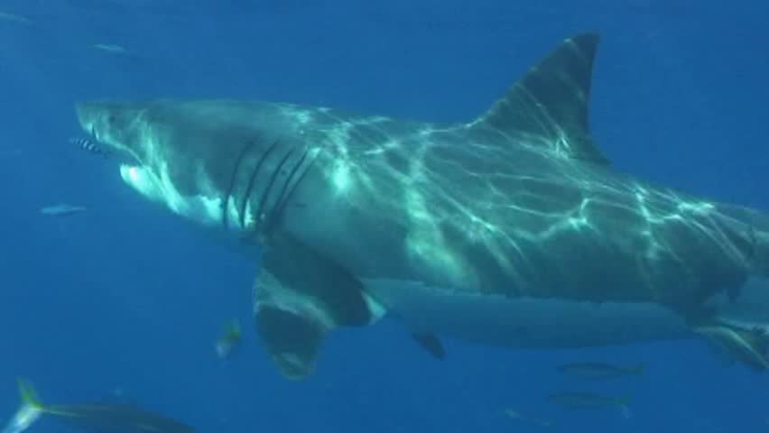 Great white shark in Mexico