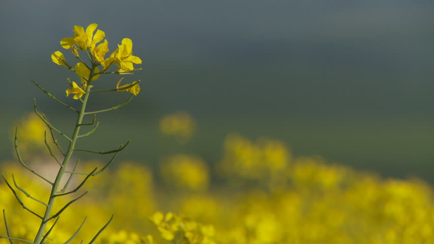 Close up shot of flower head in rape field pull focusing to countryside and house behind