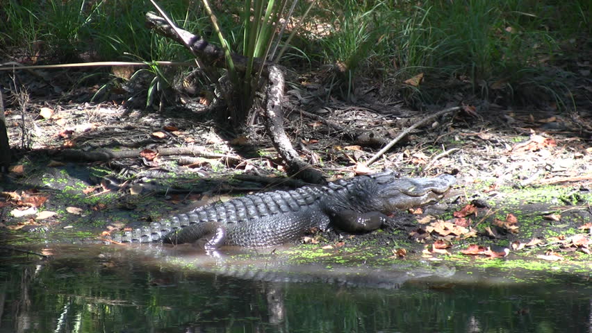 Alligator slides backwards off the riverbank into the water at St. Marks National Wildlife Refuge on the Gulf Coast of Florida.