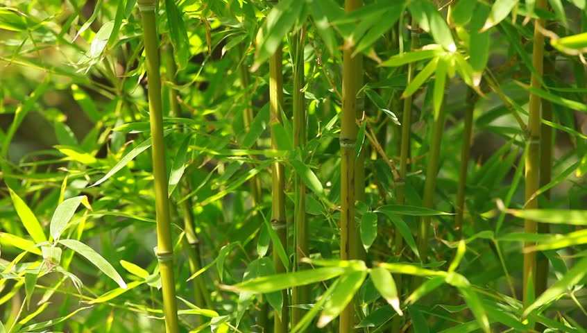 Bamboo forest background