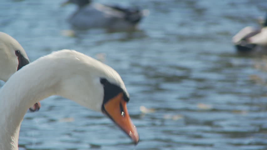 swans on lake close