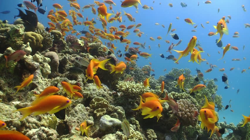 Colorful Fish on Vibrant Coral Reef, static scene, Red sea