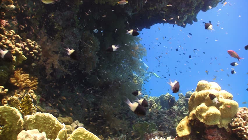 Colorful Fish on Vibrant Coral Reef, static scene, Red sea