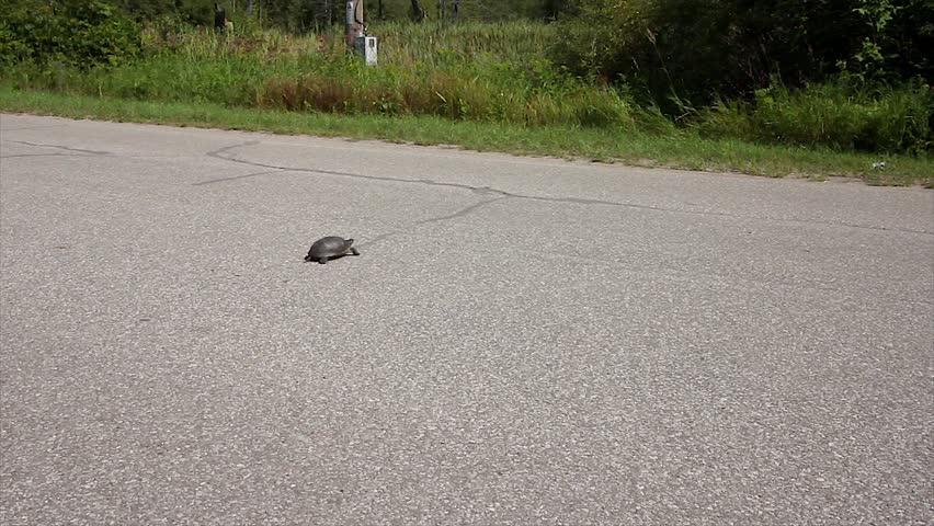 An Endangered Blanding's Turtle (Emydoidea blandingii) Crosses a Road and a Car Pulls Over to Avoid Hitting It. Road Mortality is a Leading Cause of Decline in Turtle Species.