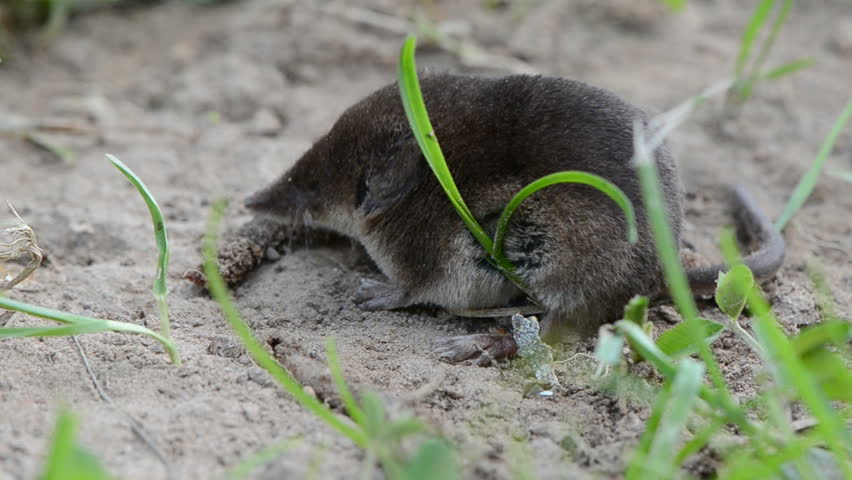 small mammal Common shrew Sorex araneus on summer grass