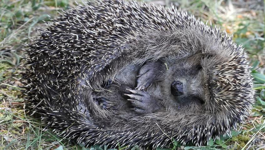 Teasing sleeping hedgehog and its rolling up reflex