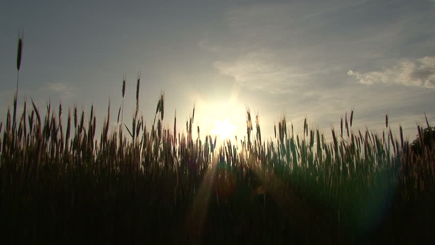 cornfield 04
