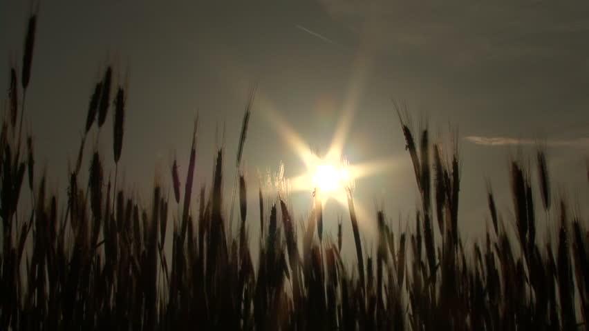 cornfield 02