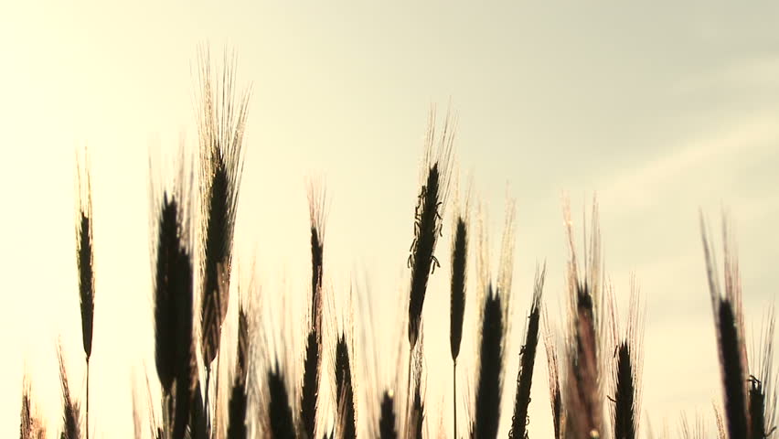 cornfield detail 02