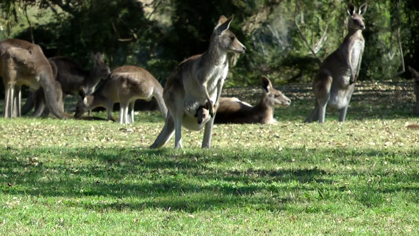 Australia- kangaroos with a baby (joey)