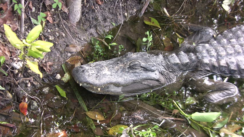 American alligator
