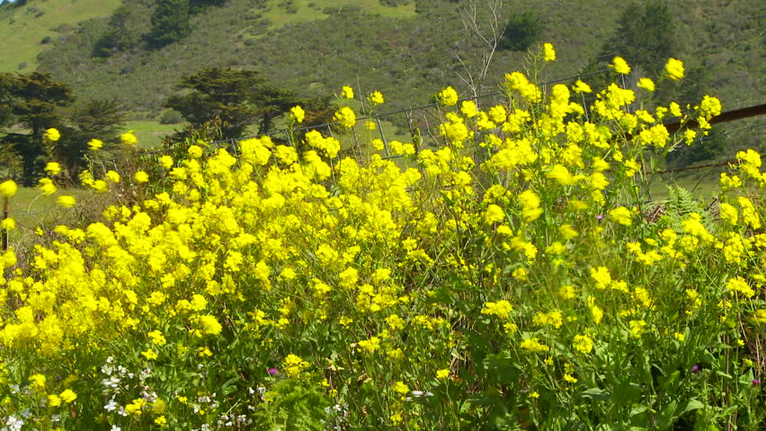 Scenic background with wild flowers blowing in wind with