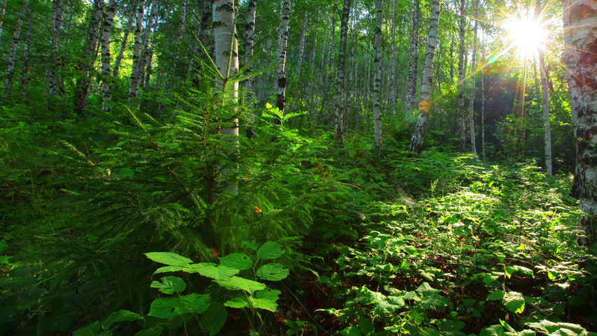 morning in a birch forest