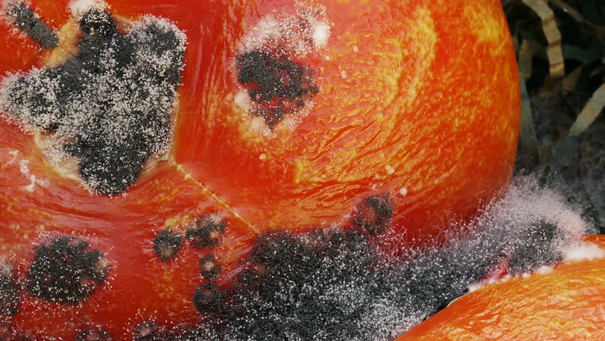 Rotten Tomatoes Macro Dolly Shot (HD)