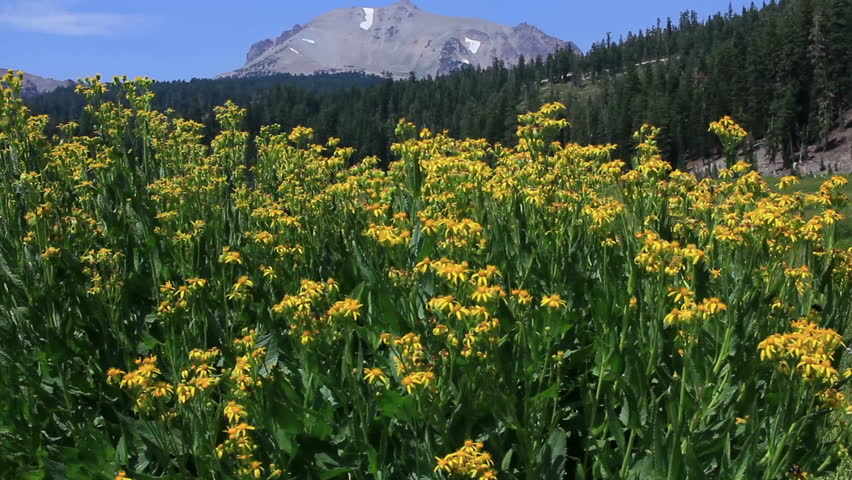 Lassen Volcanic National Park Kings Creek Meadows Flowers