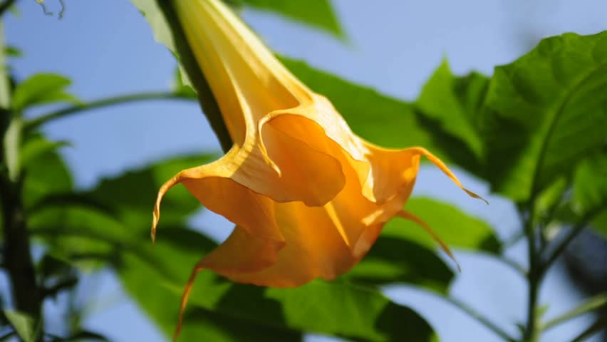 angel`s trumpet