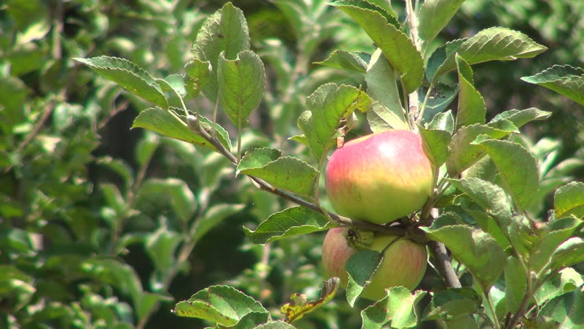 Apple Tree, Branches of Apples, Ecological Apples, Organic Fruits, Apple Orchard