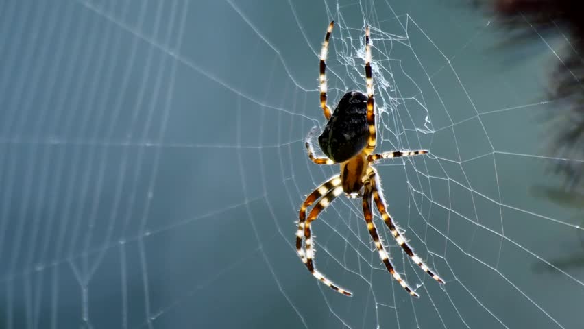 Closeup view of small spider frozen still on big net and waiting for its prey. Net is slightly moving in very calm wind.