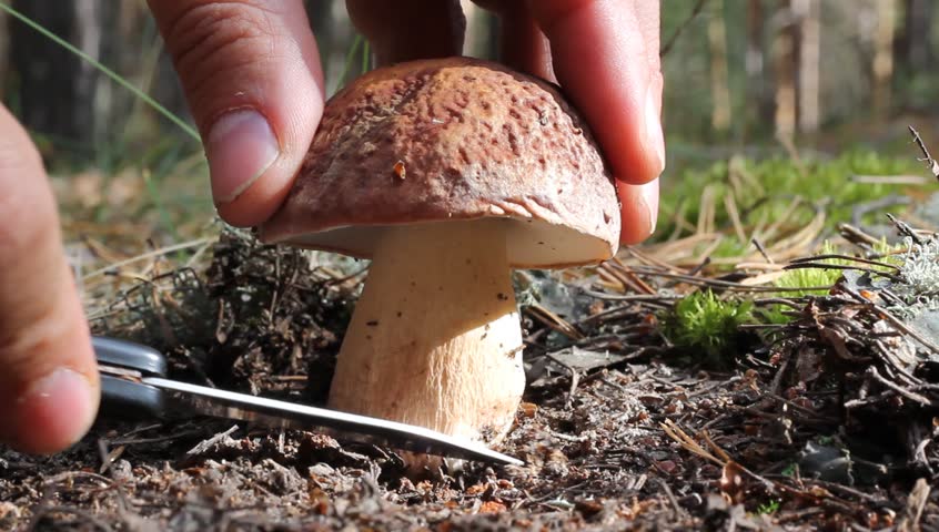White mushroom cut with a knife in the woods.