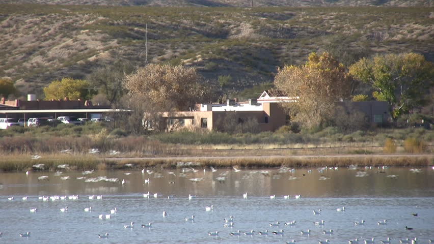 HD clip of a large flock of bright white Canadian geese flying across the face of the Bosque del Apache wildlife refuge in New Mexico