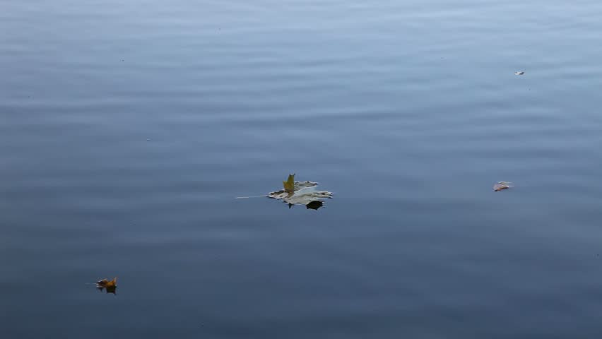 Autumn leaf floating on the water, close-up