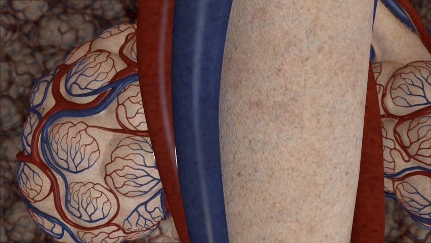 Visualisation of the ventilation-perfusion matching occurring with the human lung. Gas exchange occurs by altering vessel diameter and bronchiole diameter to allow oxygen to diffuse