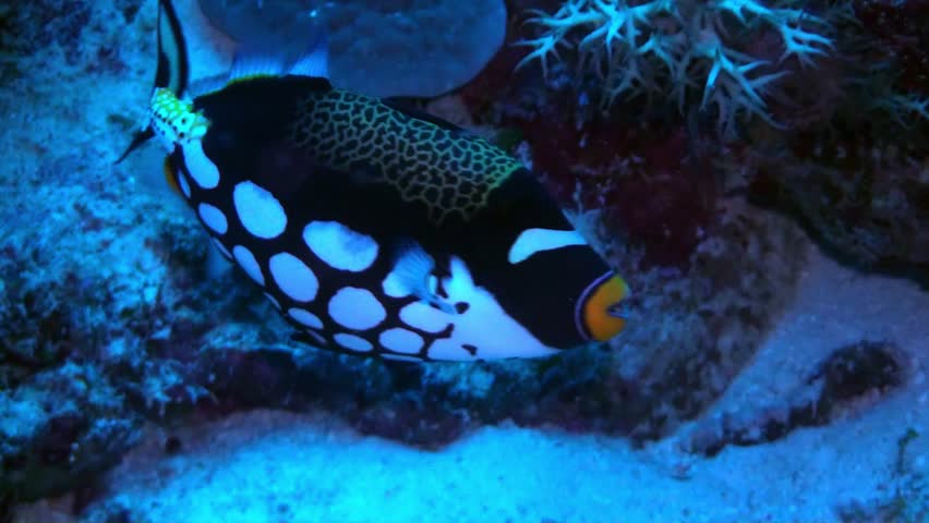 Brightly colored clown trigger fish cruising around the Great barrier reef.
