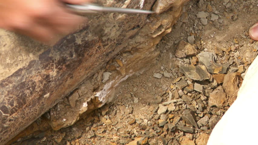 Fossilized Edmontosaurus bone