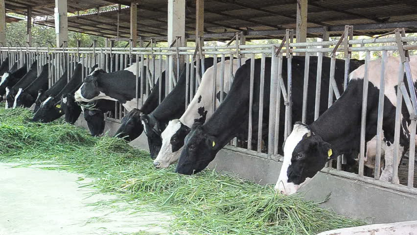 animal cow farm